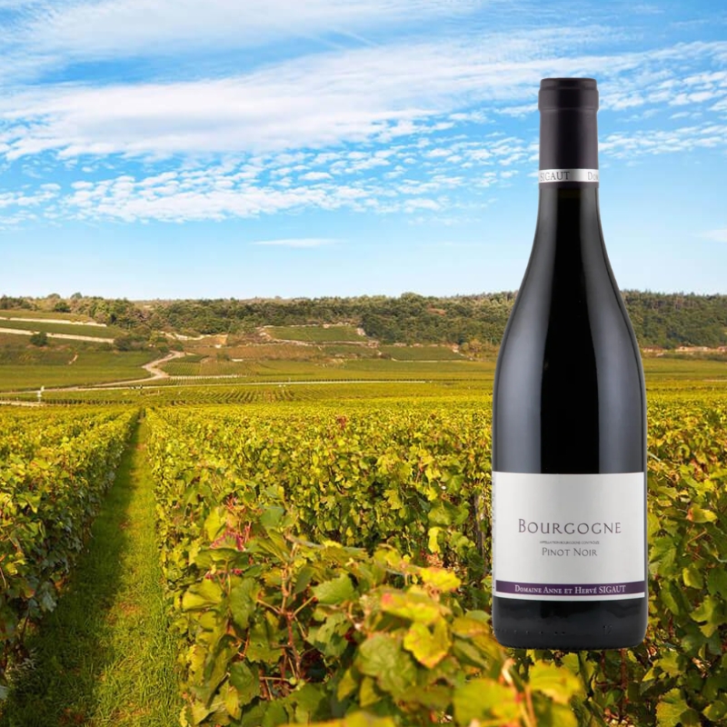 ブルゴーニュ・ピノ・ノワール アンヌ・エ・エルヴェ・シゴー