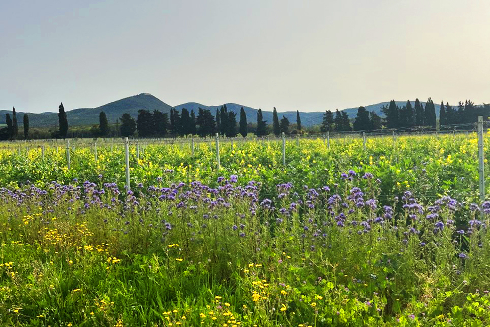 ボルゲリ 2024年ヴィンテージ 挑戦の年、記憶に残る雨量