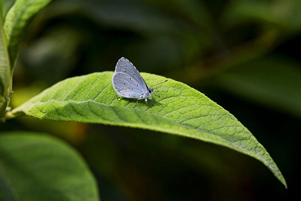 カ・マルカンダと蝶
