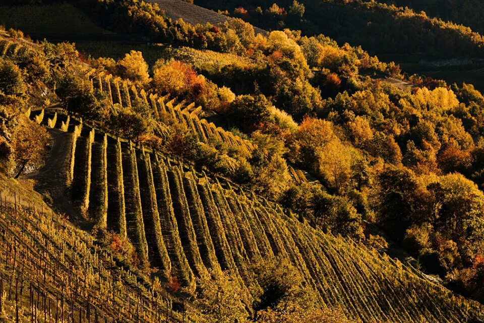 ガヤが描く、未来のワイン造り