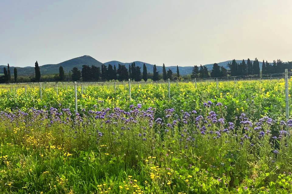 ボルゲリ 2024年ヴィンテージ 挑戦の年、記憶に残る雨量