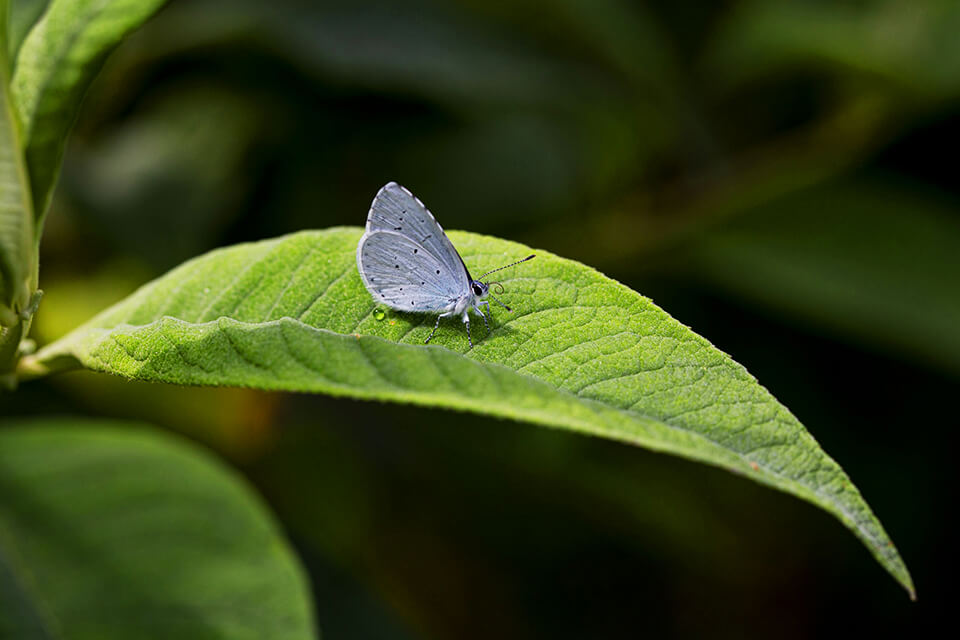 カ・マルカンダと蝶