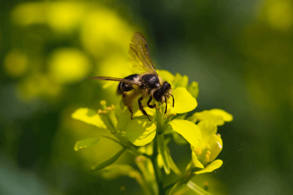 カ・マルカンダと蝶